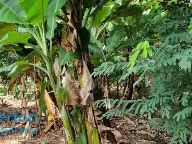 Imagem 3: Rancho 2.000m2 - Moradia e Lazer - Condomínio Miranda I