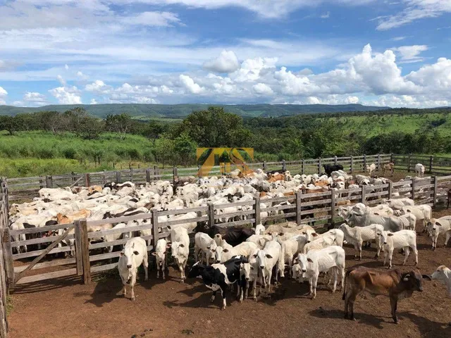 Imagem 16: Fazenda com 1 Quarto à Venda, Setor Central - Monte do Carmo