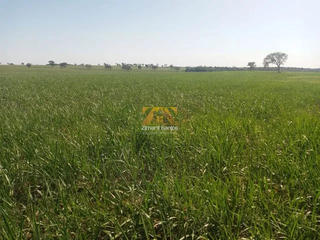 Imagem 13: Fazenda com 1 Quarto à Venda, Setor Central - Pium
