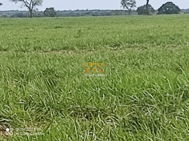 Imagem 10: Fazenda com 1 Quarto à Venda, Setor Central - Pium