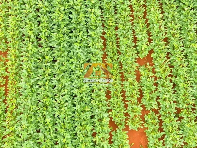 Imagem 11: Fazenda com 1 Quarto à Venda, Setor Central - Pium