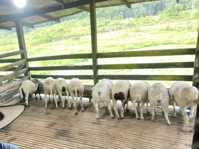 Imagem: Fazenda na Br174 Km 22, 2Km no Ramal Bandeirantes