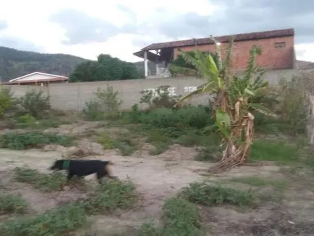 Imagem 12: Alugo Chácara em Uniao dos Palmares