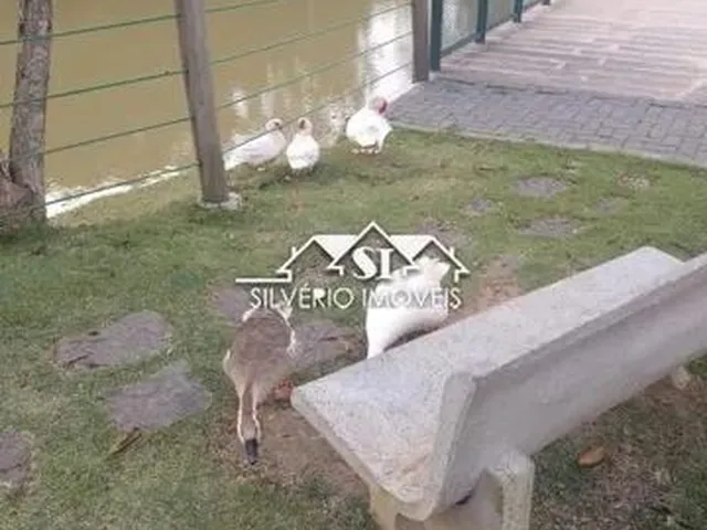 Imagem 3: Apartamento- Petrópolis, Itaipava