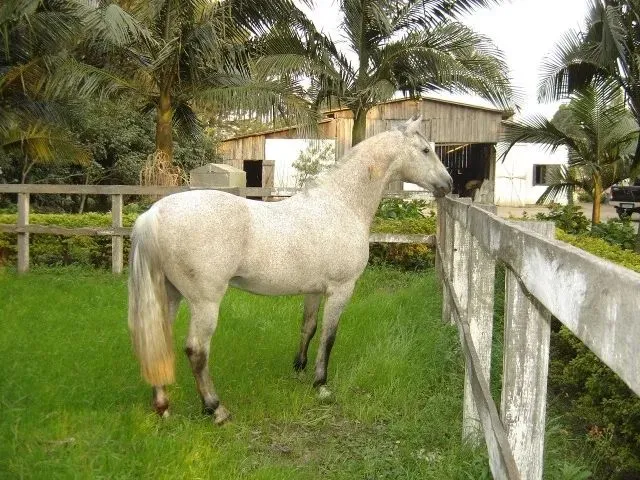 Imagem 1: Vendo Chácara 5 Ha em Osório