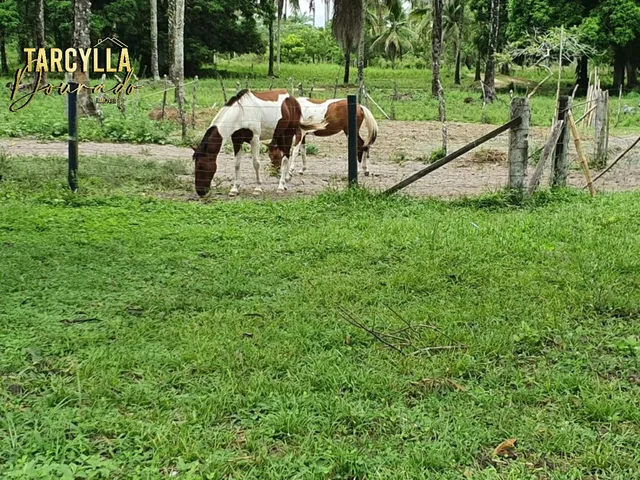 Imagem 4: Fazenda Rural para Venda São Roque do Paraguaçu, Maragogipe