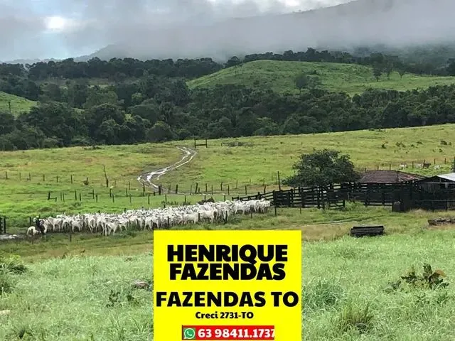 Imagem: Fazenda Excelente para Criação e Engorda
