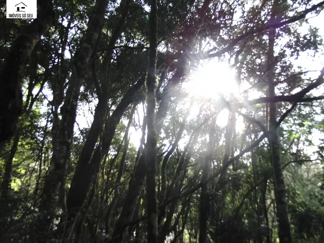 Imagem 3: CHACARA RURAL em Mandirituba - PR, Espigão das Antas