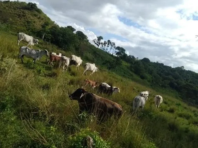 Imagem 2: Vendo Sítio Ortigueira 10 Alqueires