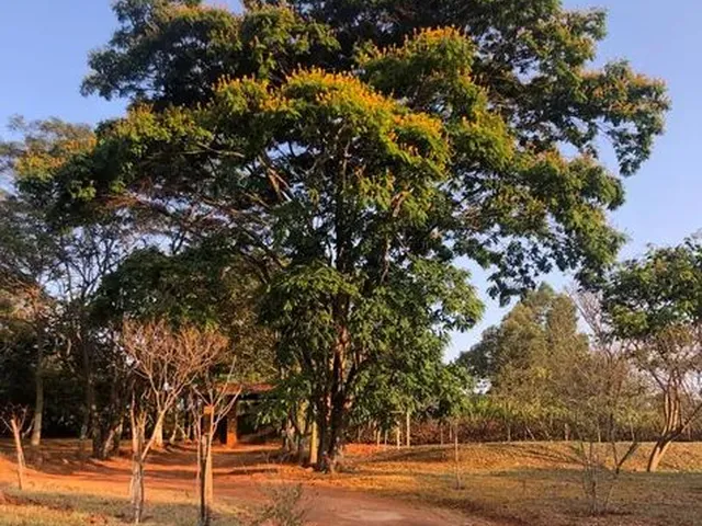 Imagem 4: Oportunidade - Lindo Sítio em Mateus Leme