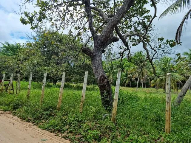 Imagem 6: Sítio com Casa em Macaiba-Rn