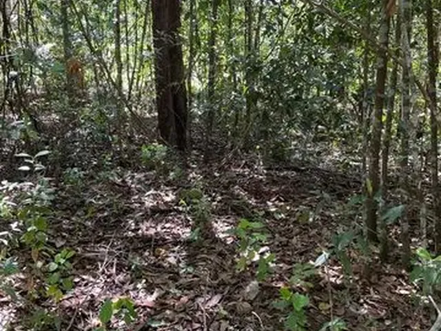 Imagem: Chacara Florestina Tibá Alexania