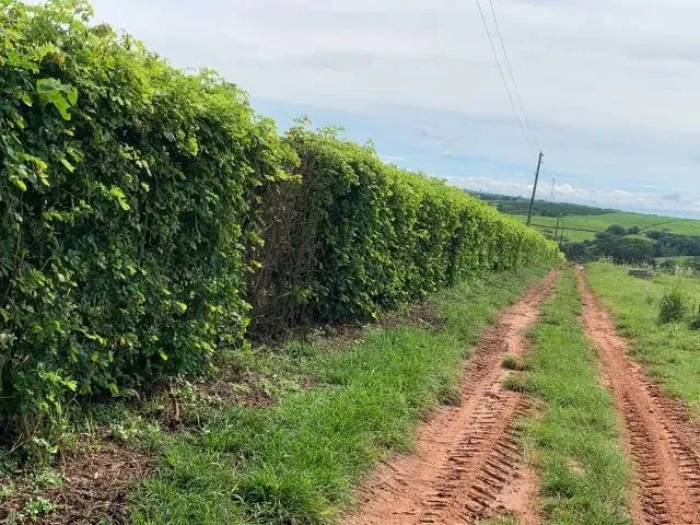 Imagem 2: Sitio de 12 Alqueires com Ótimo Acesso