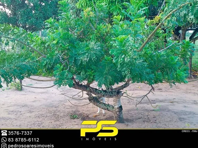 Imagem 4: Granja com 3 dormitórios à venda, 5.000 m² por r$ 300.000 - mumbaba - santa rita/pb