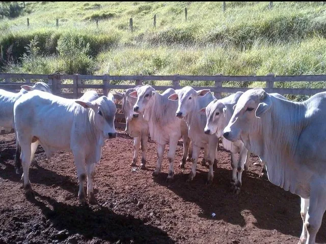 Imagem: Fazenda 250 hectares a venda por R$14.000.000,00