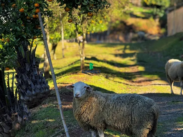 Imagem 9: Fazenda completa - OPORTUNIDADE ÚNICA em FARROUPILHA