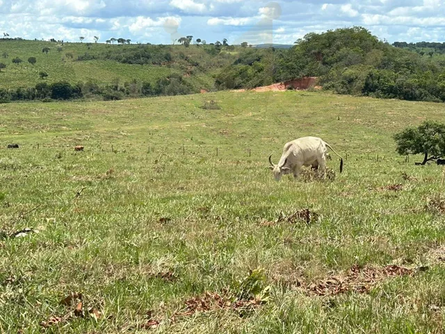 Imagem 1: FAZENDA- SERRANOPOLIS