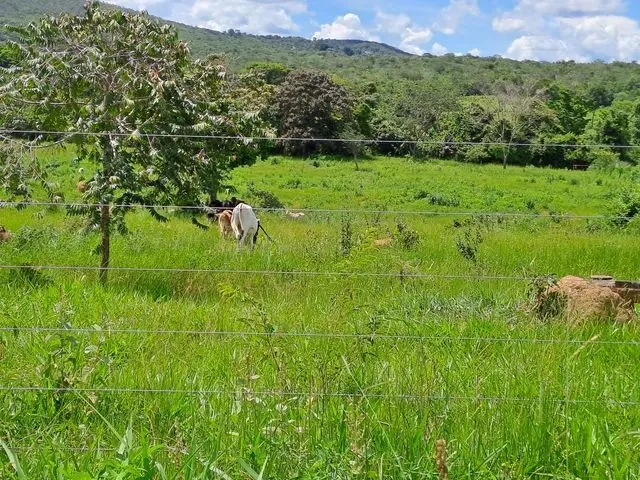 Imagem 7: Chacara 3 Alqueires em Caldas Novas