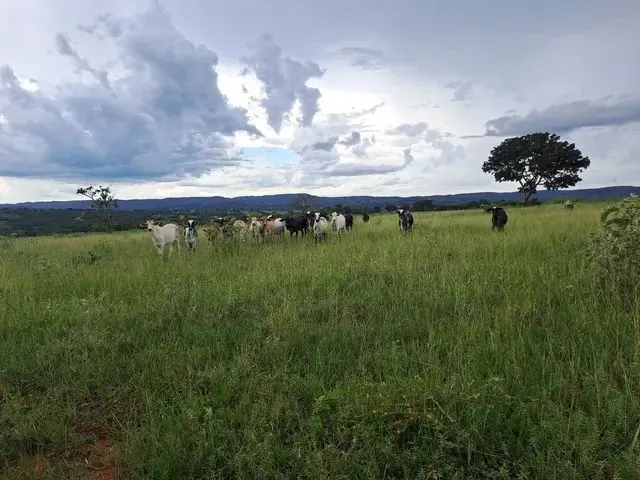 Imagem 9: Chacara 3 Alqueires em Caldas Novas