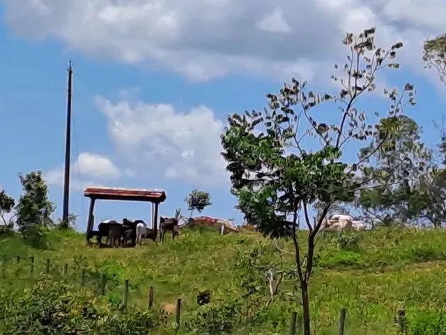 Imagem 10: Chacara 3 Alqueires em Caldas Novas