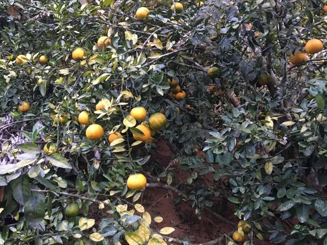 Imagem 3: CHACARA RURAL em Marechal Floriano - ES, Nova Almeida