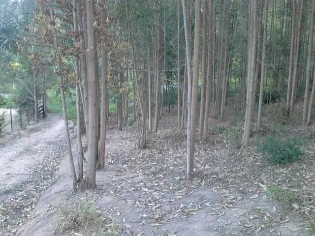 Imagem 1: Propriedade Rural com Cachoeira e Eucalipto