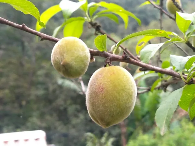 Imagem 12: Sítio em Anitapolis - Verdadeiro Paraiso (VENDA
