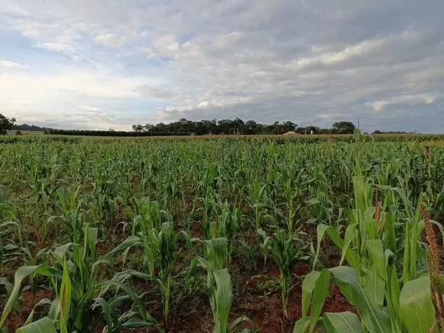 Imagem: Chácara de 1.000 Metros 6 Km de Anápolis