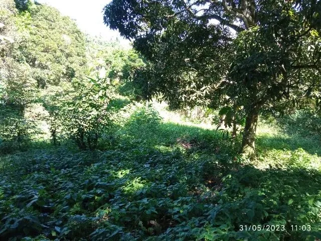 Imagem: Terreno 1300 M2 em Monte Gordo Excelente