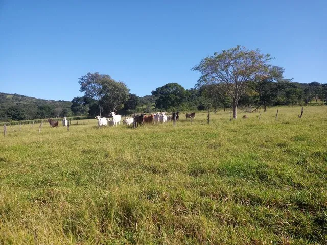 Imagem 9: Chácara de 7 Alqueres no Mun da Vila Própricio