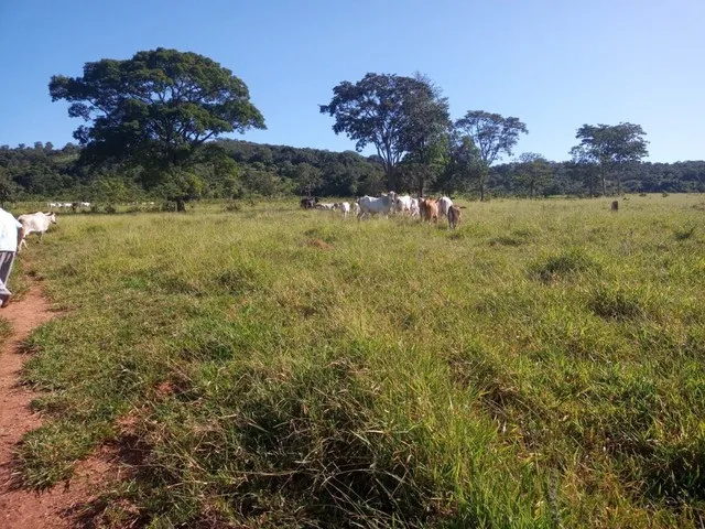 Imagem 6: Chácara de 7 Alqueres no Mun da Vila Própricio