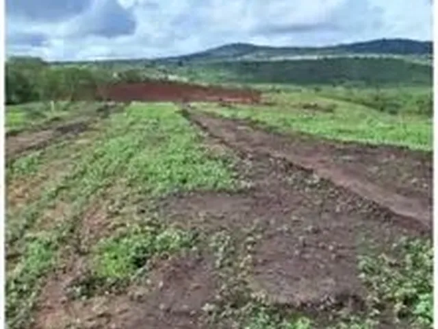 Imagem 2: Oportunidade Lotes de 250,00M2 para Mini Sítio no Bairro Sim, com Parcela R$ 199,00