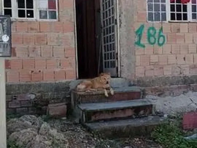 Imagem: Alugo Casa no Alfredo Nascimento