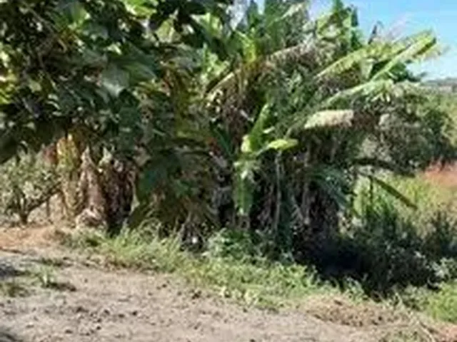 Imagem 15: Sítio 4.800M² a Venda com Água nos Fundos , Pomar , Casa com 4 Quartos !