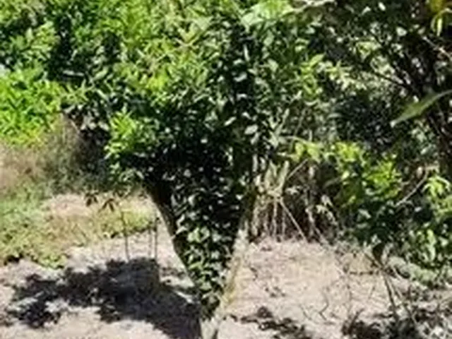 Imagem 10: Sítio 4.800M² a Venda com Água nos Fundos , Pomar , Casa com 4 Quartos !