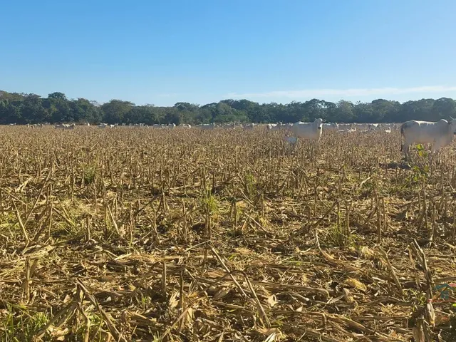 Imagem: Fazenda para venda, Rosário Oeste, MT
