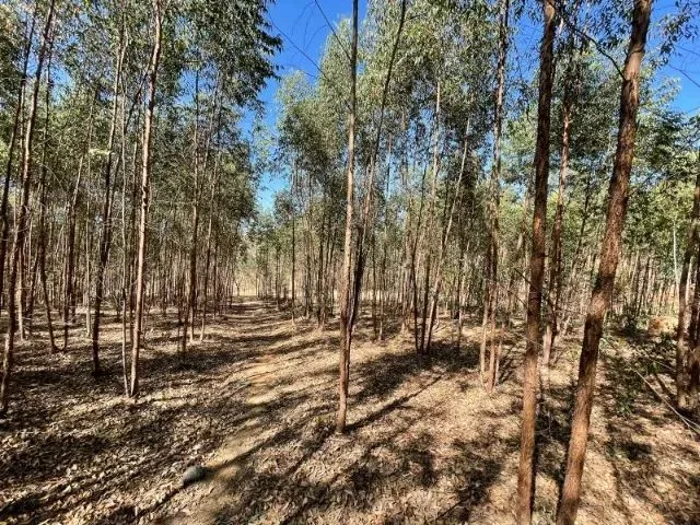 Imagem 1: Fazendinha de 11 Hectares com Nascente de Água e 10 Mil Pés de Eucaliptos Plantados Em