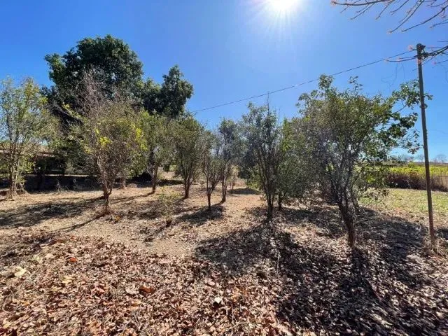Imagem 16: Fazendinha de 11 Hectares com Nascente de Água e 10 Mil Pés de Eucaliptos Plantados Em