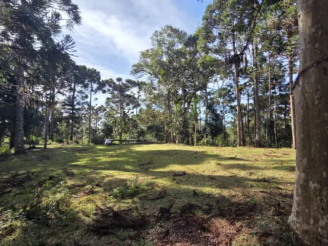Imagem 11: Terreno Rural em Campo Alegre - Sc, Lavrinha