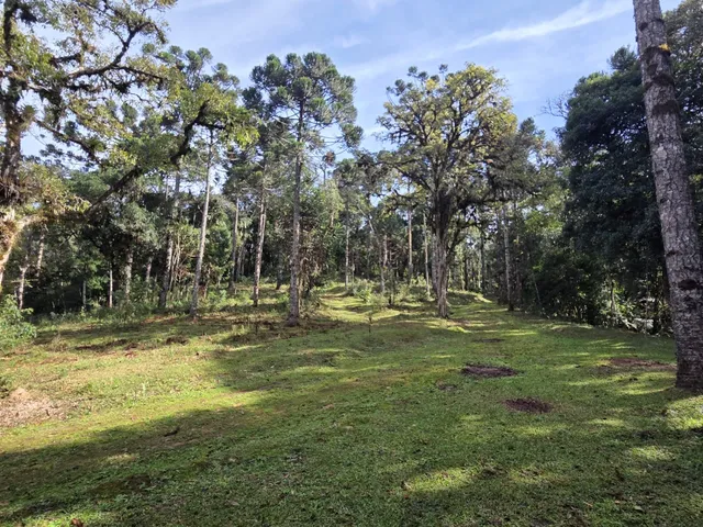 Imagem 10: Terreno Rural em Campo Alegre - Sc, Lavrinha