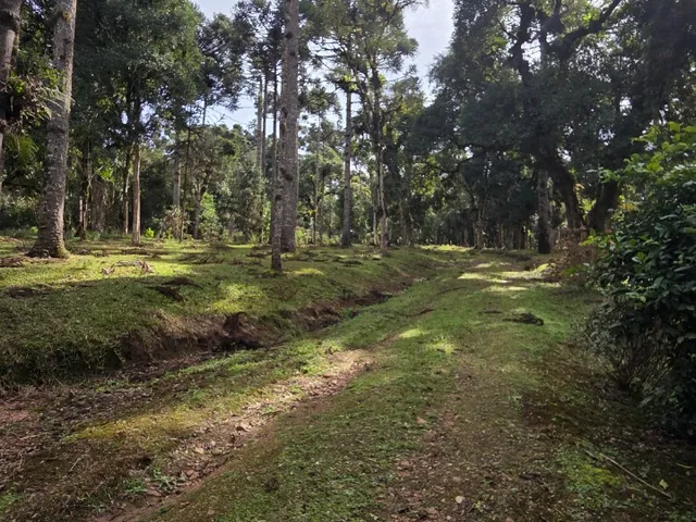 Imagem 7: Terreno Rural em Campo Alegre - Sc, Lavrinha