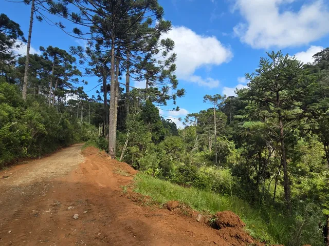 Imagem 2: TERRENO RURAL em Campo Alegre - SC, Laranjeiras