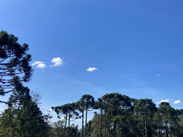 Imagem 10: CHACARA RURAL em Campo Alegre - SC, Papanduvinha