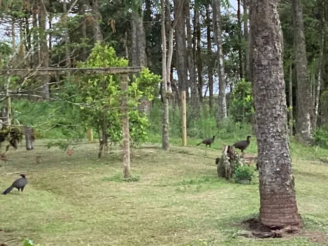 Imagem 6: CHACARA RURAL em Campo Alegre - SC, Papanduvinha