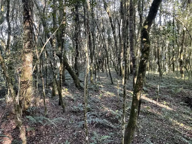 Imagem 5: TERRENO RURAL em Campo Alegre - SC, Fragosos
