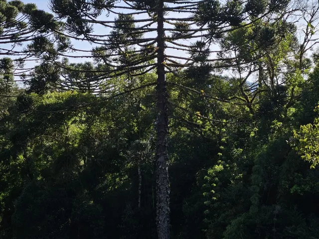 Imagem 11: TERRENO RURAL em CAMPO ALEGRE - SC, São Miguel