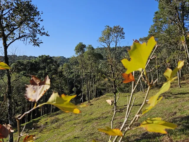 Imagem 10: TERRENO RURAL em CAMPO ALEGRE - SC, São Miguel