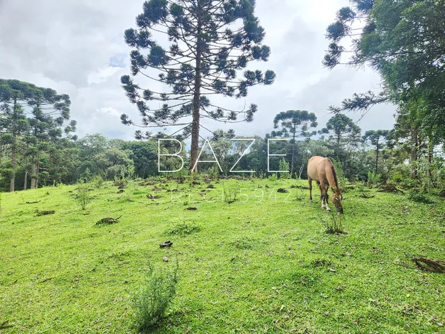 Imagem 8: TERRENO RURAL em CAMPO ALEGRE - SC, Laranjeiras