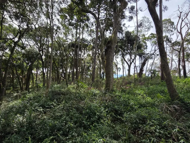 Imagem 5: TERRENO RESIDENCIAL em CAMPO ALEGRE - SC, Campestre
