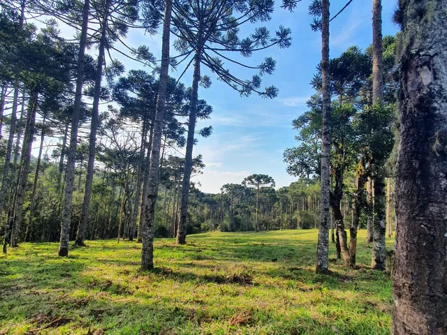Imagem 8: TERRENO RURAL em CAMPO ALEGRE - SC, Rio Vermelho